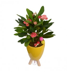 Saksıda Dikenler Tacı (Euphorbia Milii)